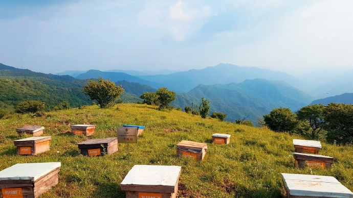 云南有哪些蜜源植物？