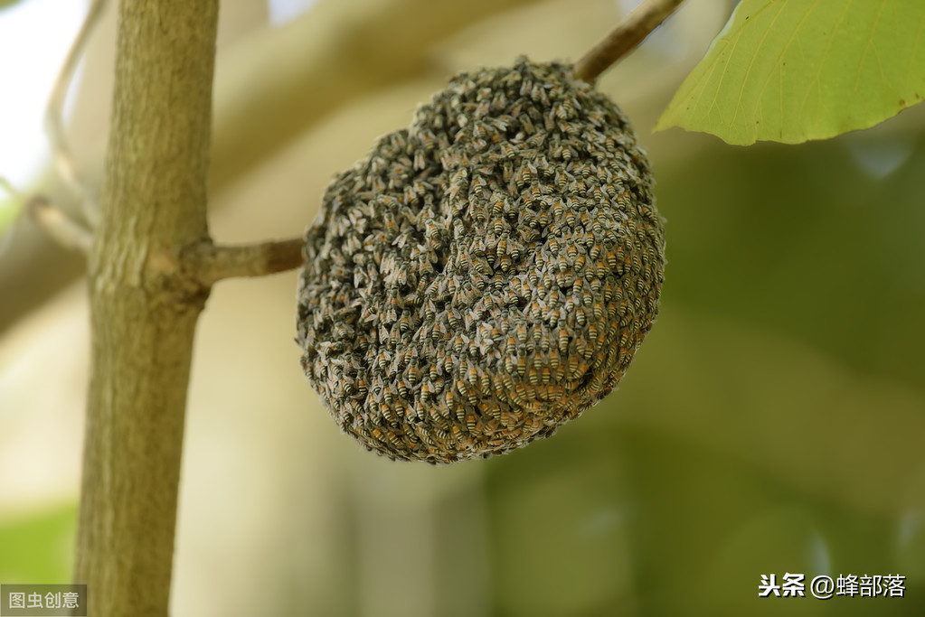 什么時(shí)候放誘蜂箱合適？3個(gè)關(guān)鍵時(shí)期，把握好，又是一個(gè)大豐收