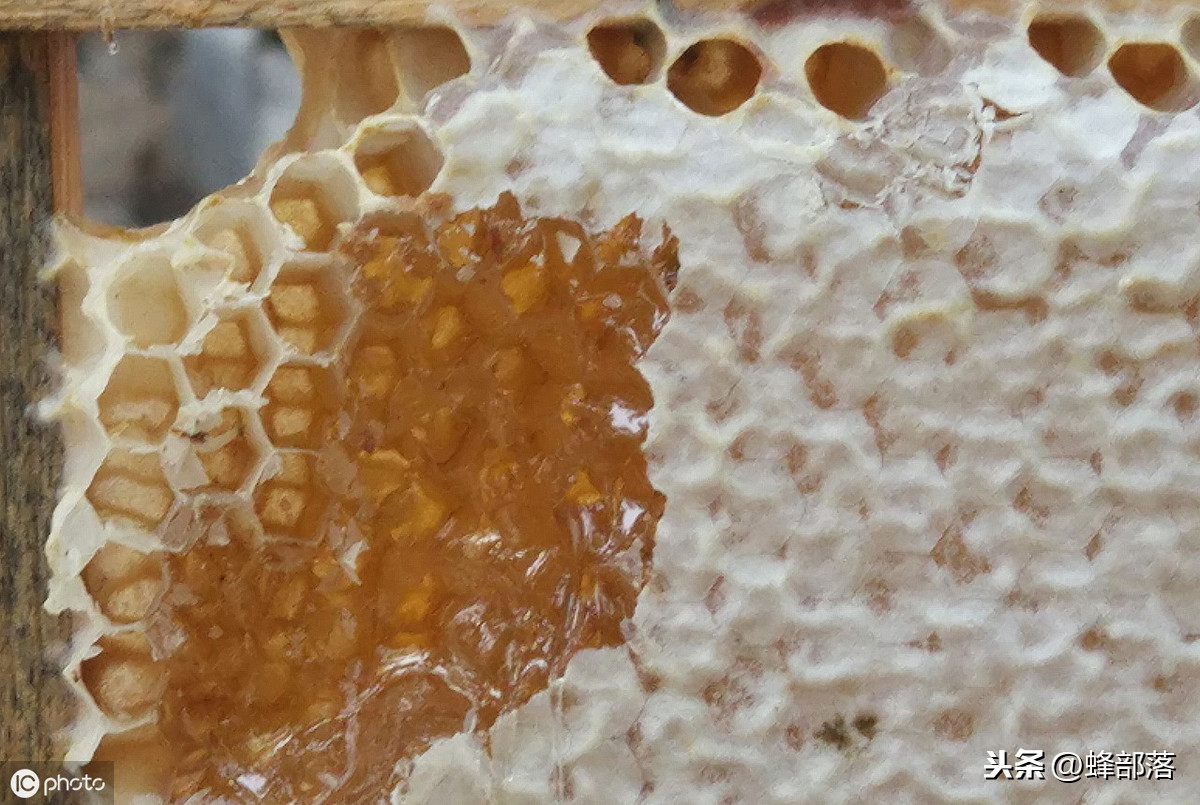 蜜蜂養(yǎng)殖，養(yǎng)殖場蜜蜂多，如何取蜜好？老蜂農(nóng)：3個(gè)配合取蜜更好