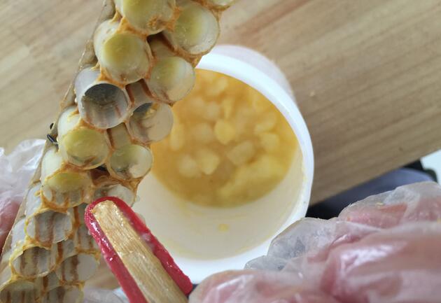 蜂王漿吃多了會(huì)得癌嗎?經(jīng)常喝蜂王漿會(huì)不會(huì)得癌癥?