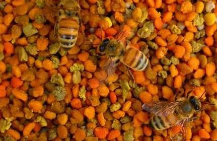 選用蜂花粉應(yīng)注意的問題,蜂花粉的注意事項(xiàng)