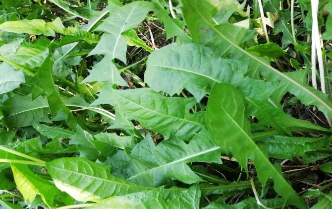 蒲公英根蜂蜜水的功效，蒲公英兌蜂蜜水的好處?