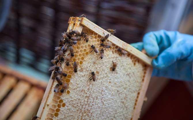 一脾蜂可以秋繁起來嗎？一脾蜂能繁殖起來嗎？