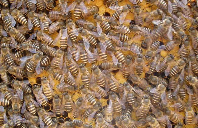 蜜蜂黑蜂病如何防治？