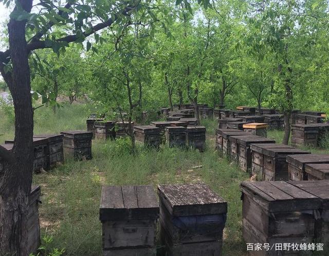 蜜蜂用什么采蜜的?蜜蜂是怎么把蜜產(chǎn)出來(lái)的？