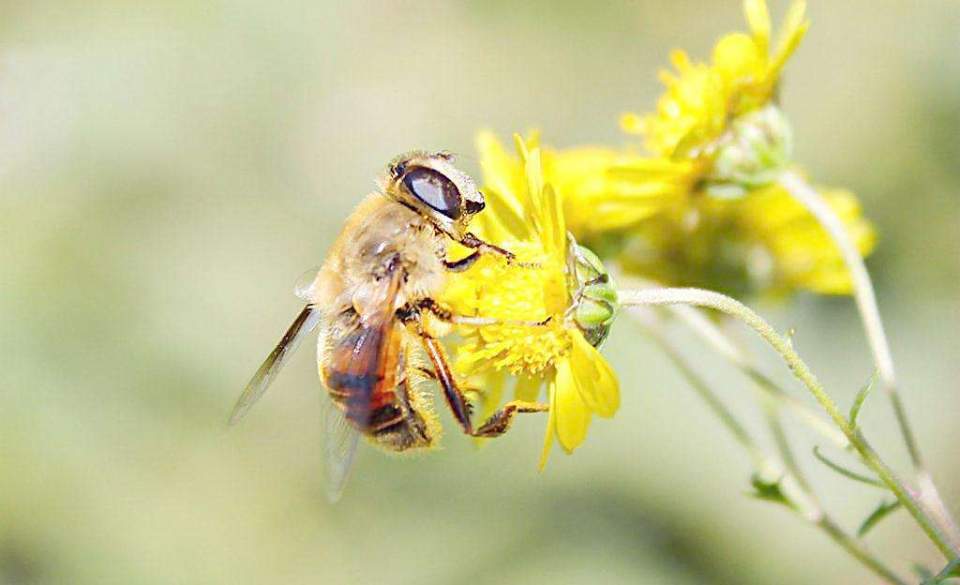 胡蜂蜂王培育技術(shù)（胡蜂蜂王人工培育全過(guò)程）