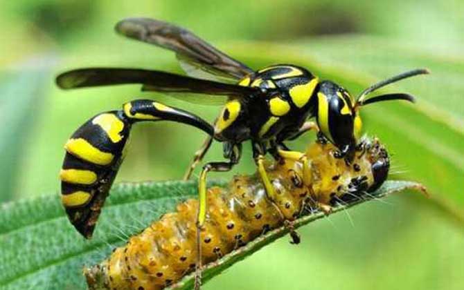 細(xì)腰蜂長(zhǎng)什么樣子（細(xì)腰蜂種類(lèi)及圖片大全）