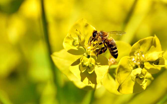 被土蜂蟄了怎么處理？