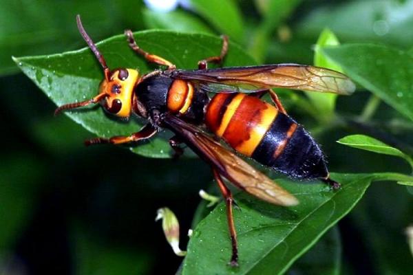 黑尾胡蜂有幾個(gè)品種（黑尾胡蜂品種介紹）