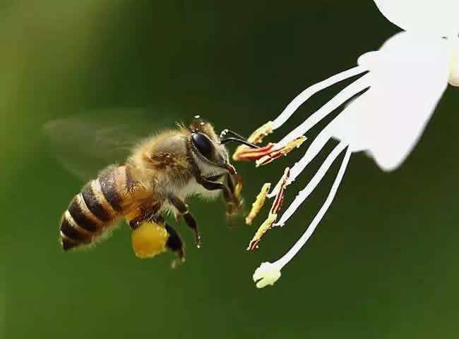 【蜜蜂知識】雄蜂出房多久分蜂？