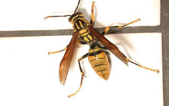 長腳胡蜂的毒性強不強，厲害嗎