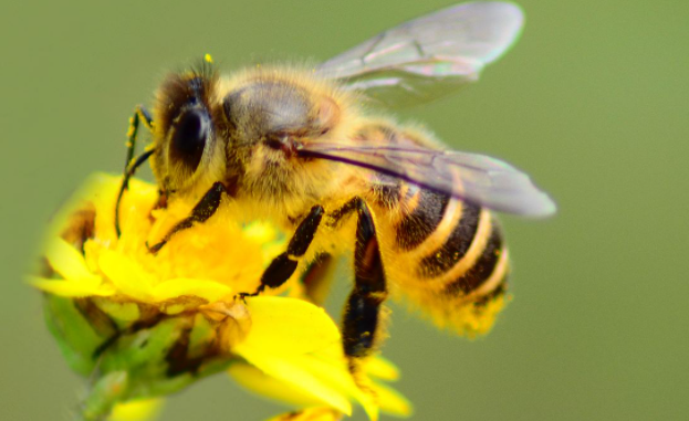高加索蜂與蜜膠一號的區別（蜜膠一號，蜜膠就是好）