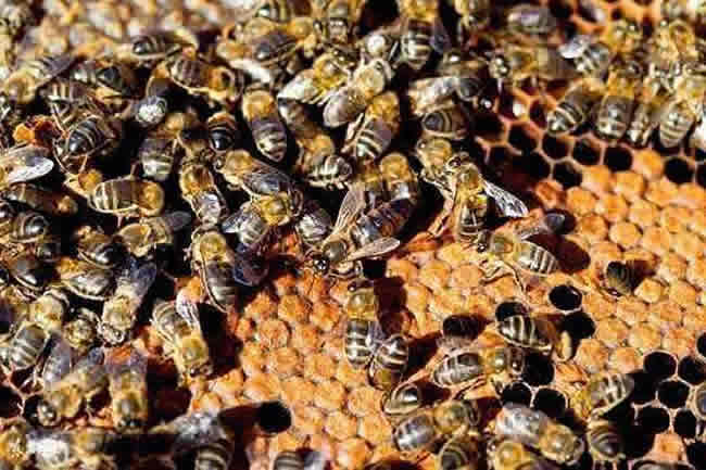 【蜜蜂知識】蜜蜂怎么過冬（越冬）？
