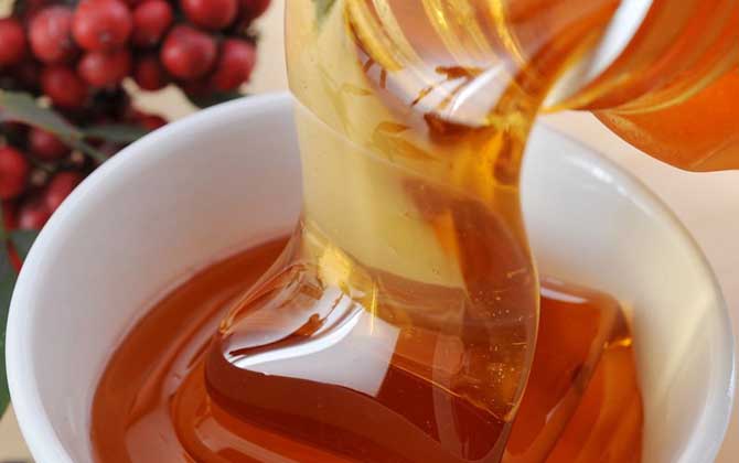 五倍子蜜的蜜源植物（五倍子蜜的產(chǎn)地分布）