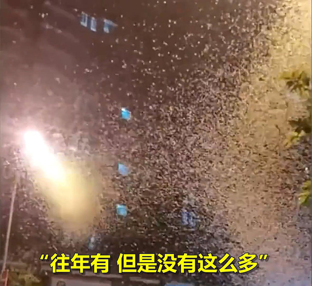 湖南沅江蜉蝣大爆發，內蒙古蚜蟲大爆發