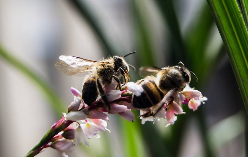 蜜蜂人工怎樣分蜂？