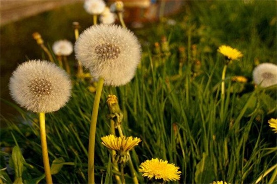 蒲公英什么時(shí)候開花？