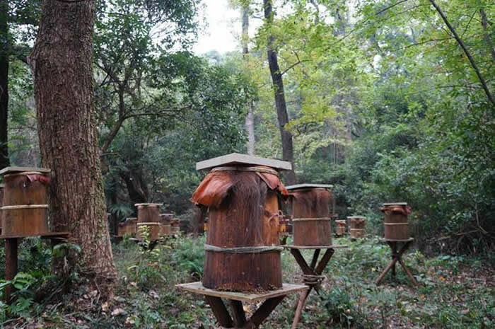 新蜂箱過箱怎么處理？