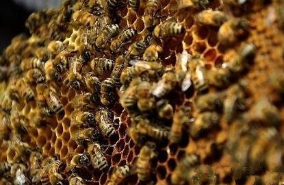 蜂數(shù)應(yīng)該怎樣計(jì)算（論斤、論脾還是論群）