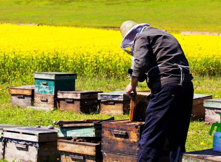 新手養(yǎng)蜂如何換王？