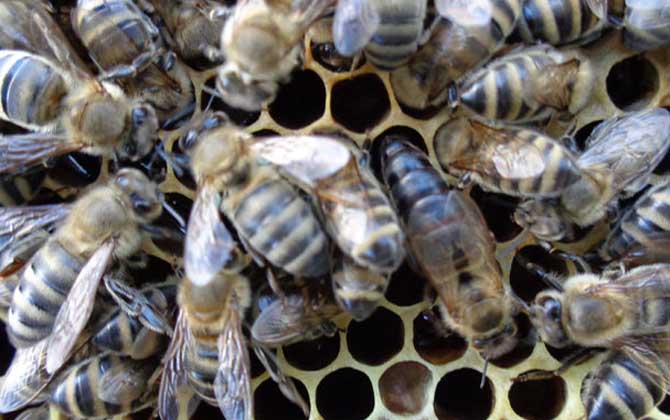 東北黑蜂買賣價格（東北黑蜂蜂群出售價格）