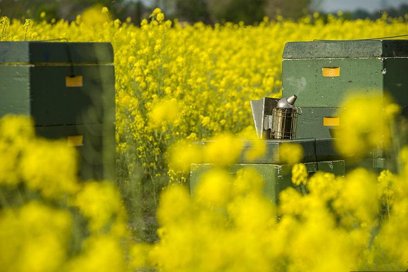 蜜源植物流蜜與氣溫的關(guān)系（蜜源植物流蜜和溫度條件）