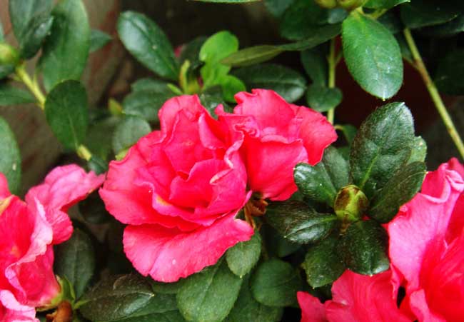 杜鵑花什么時(shí)候開花（杜鵑花一年開幾次花）