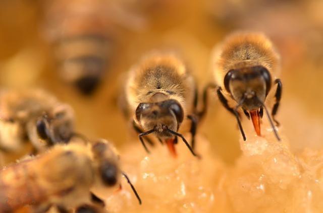 大蜂場如何大批量組織交尾群（蜜蜂養殖，如何組建交尾群）