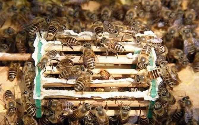 長白山中蜂王有什么特點？