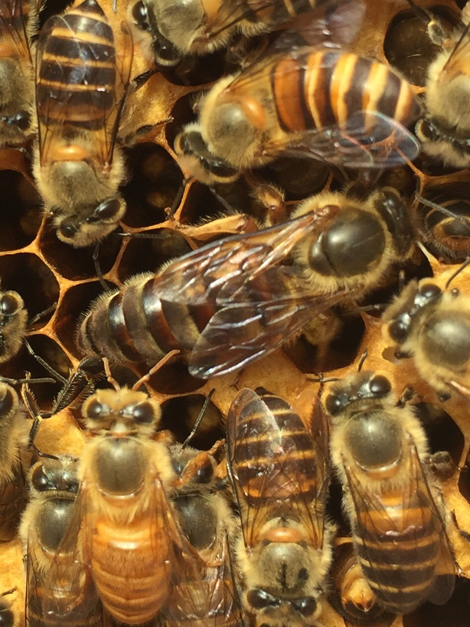 松丹一號(hào)能當(dāng)種王嗎（教你如何選育優(yōu)質(zhì)的蜂種王）