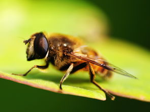 工蜂與蜂王之間是競爭關系嗎（工蜂與蜂王，哪個更重要）