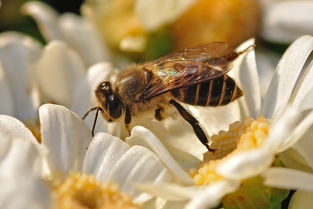 工蜂不喂蟲(chóng)是什么原因（為什么工蜂不喂幼蟲(chóng)）