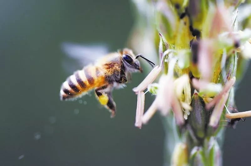 ?工蜂停止采集是什么原因（造成工蜂不采粉的常見(jiàn)原因）
