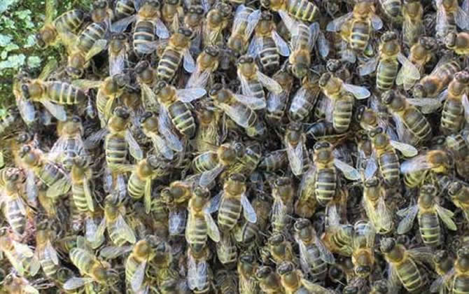 蜂王一天能產多少卵？