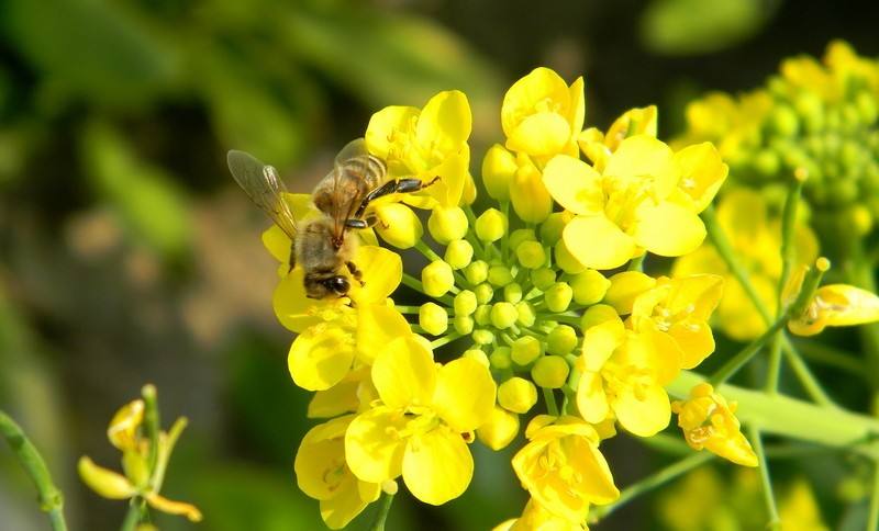 一只蜜蜂一生能采多少蜜？
