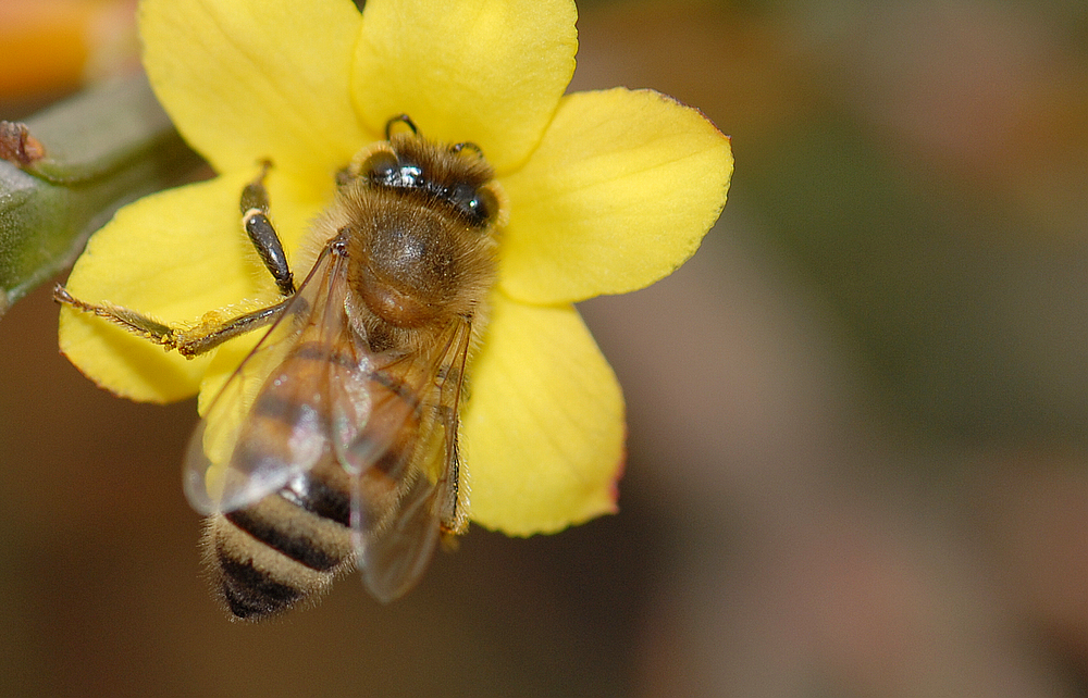 南方蜜蜂養(yǎng)殖技術和注意事項（南方蜜蜂養(yǎng)殖技術篇）