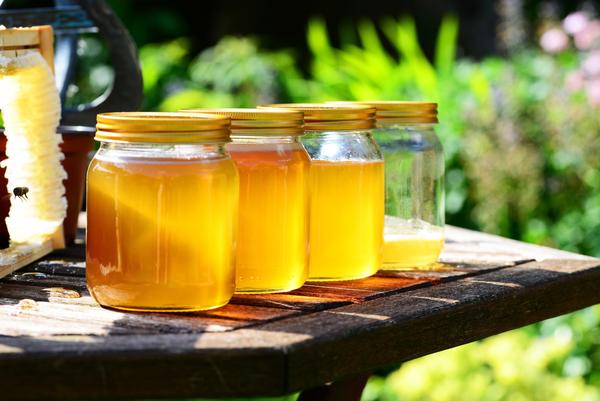 杜英樹流蜜期有多長（杜英蜜的口感怎么樣）