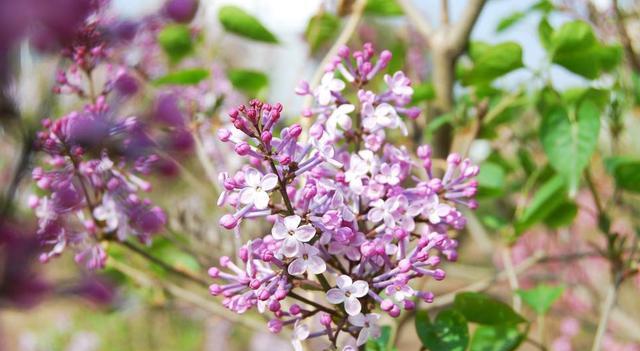 木本蜜源植物的種類及花期大全（18種蜜源植物四季花期表）