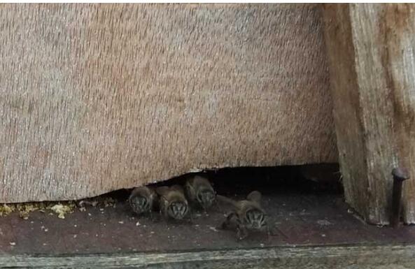 養(yǎng)蜜蜂怎么防止螞蟻（蜂箱怎么防螞蟻?zhàn)钣行У姆椒ǎ?></a> </div>
        <div   id=