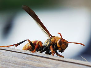 胡蜂采水一般離窩多遠(yuǎn)（采水蜂找窩最佳方法）