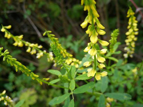 草木犀是蜜源植物嗎（草木犀的花期和常見種類）