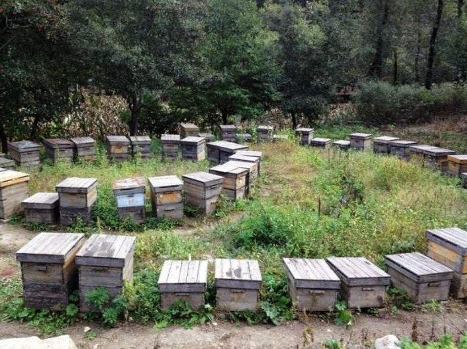 【蜜蜂知識(shí)】養(yǎng)殖中蜂好還是意蜂好