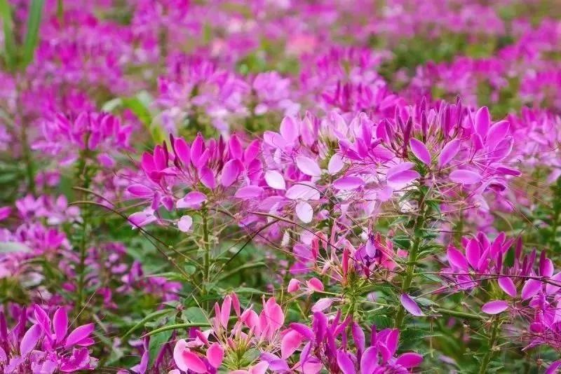 養蜂種什么花蜜源最好？(蜜源植物種植技巧)