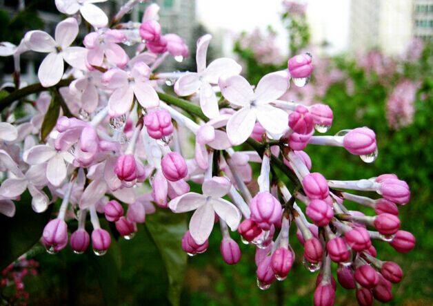 南方什么樹最流蜜？(南方常見的喬木樹蜜源)