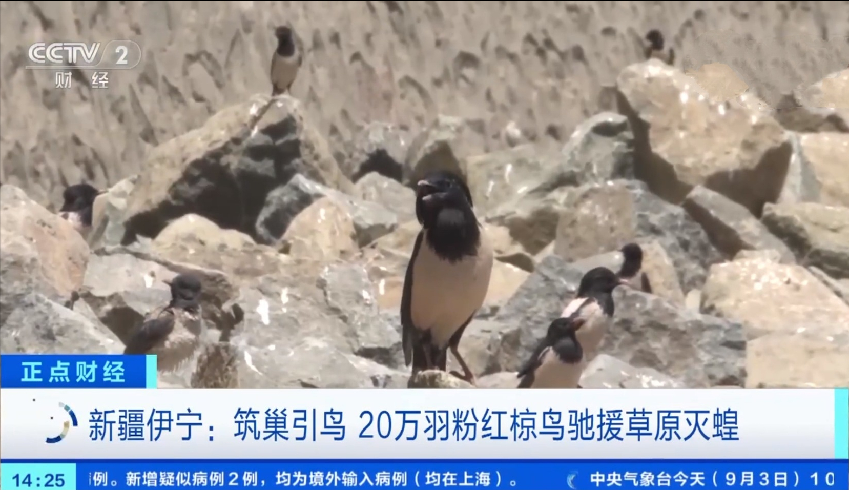 20萬只粉紅椋鳥到達新疆，滅蝗大戰開始，蝗蟲還夠吃嗎