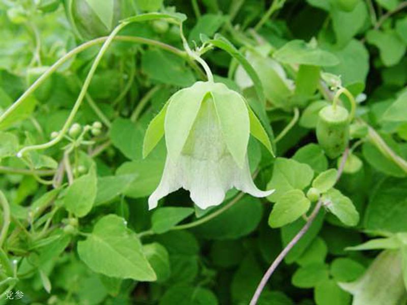 黨參花什么時(shí)候開（黨參花開花時(shí)間和生長(zhǎng)周期）