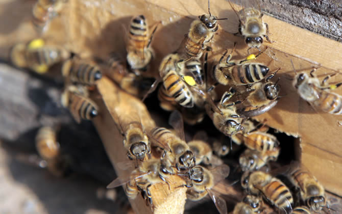 養100箱蜜蜂要多少資金？