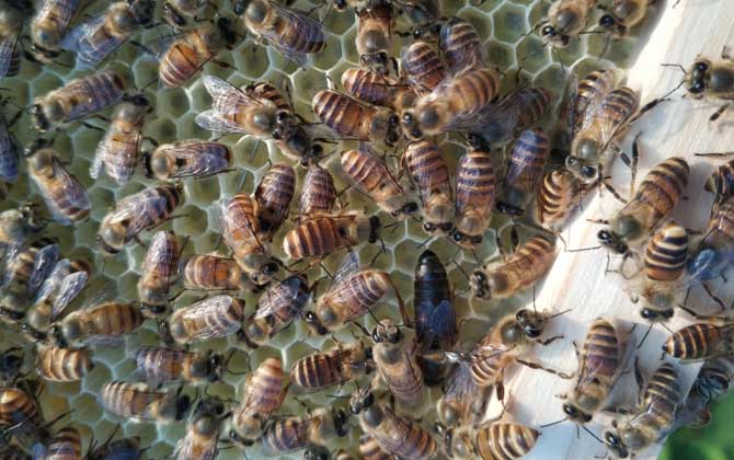 新蜂試飛和盜蜂怎么區分（怎么確定是不是盜蜂）