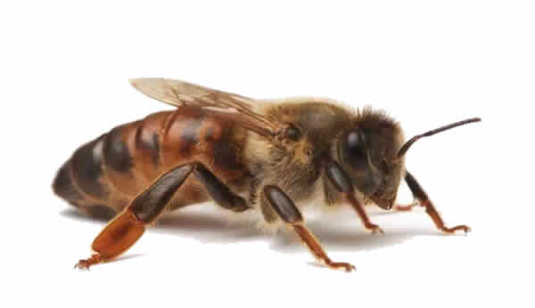 【蜜蜂知識】蜂王的食物有哪些？