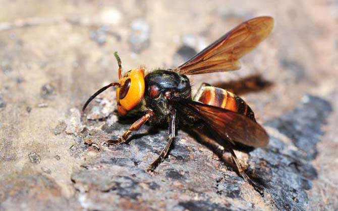 日本大黃蜂和中國大虎頭蜂誰最強（虎頭蜂vs日本大黃蜂誰厲害？）